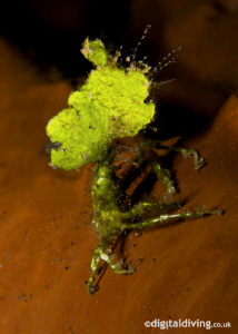 Halimeda Crab in Manado. Taken with D200 and 60mm lens +4... by David Henshaw 